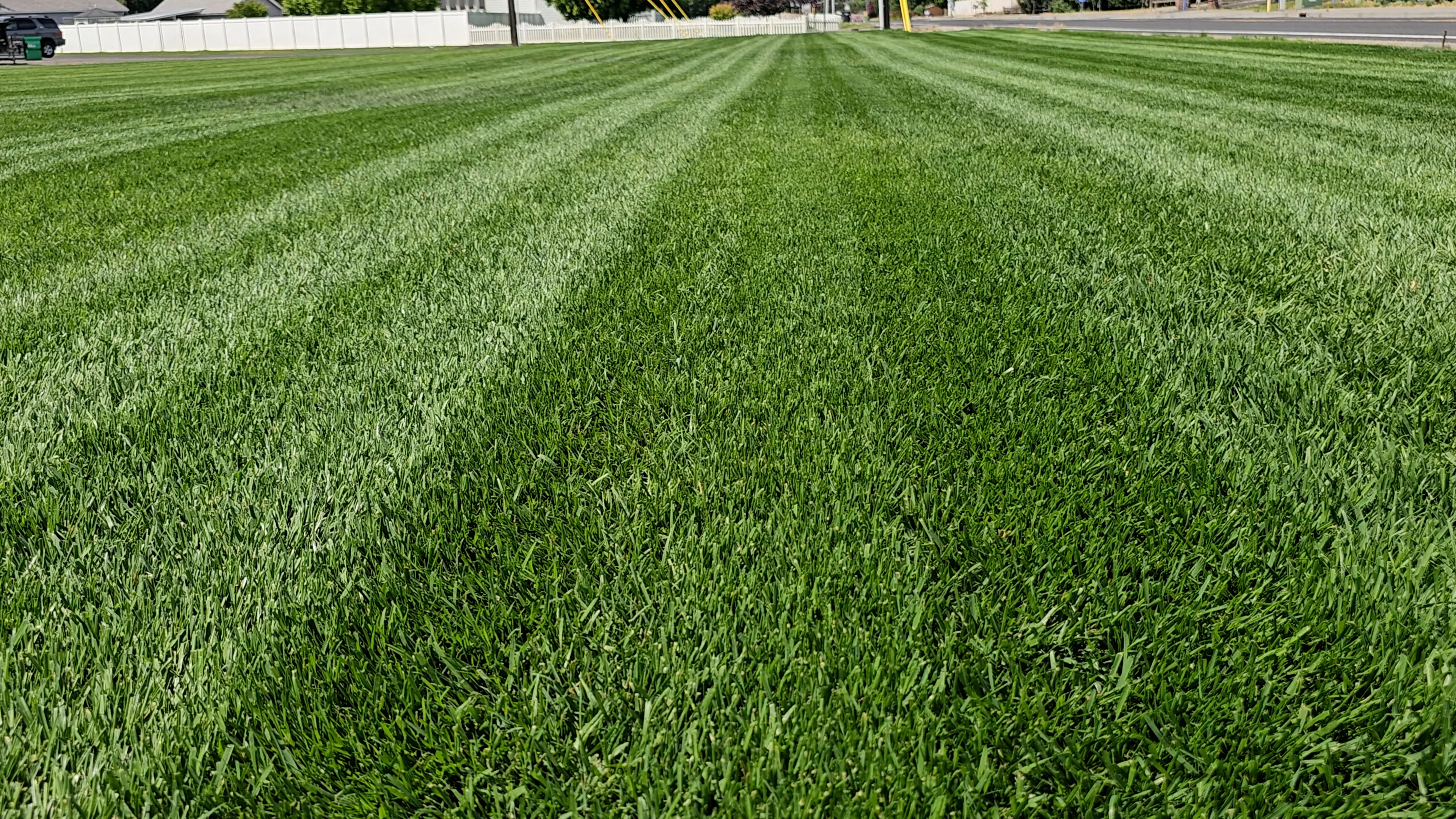 DIY Premium Double Dark Green (TTTF) - Image 3